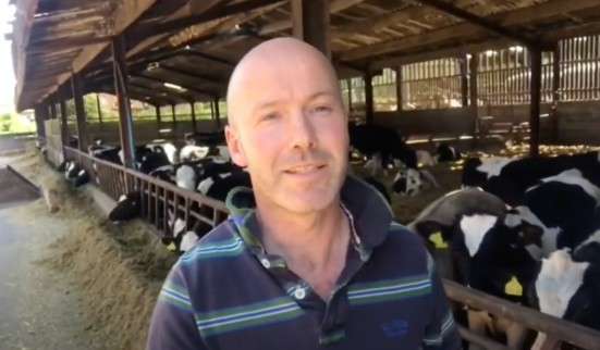 man with dairy cows