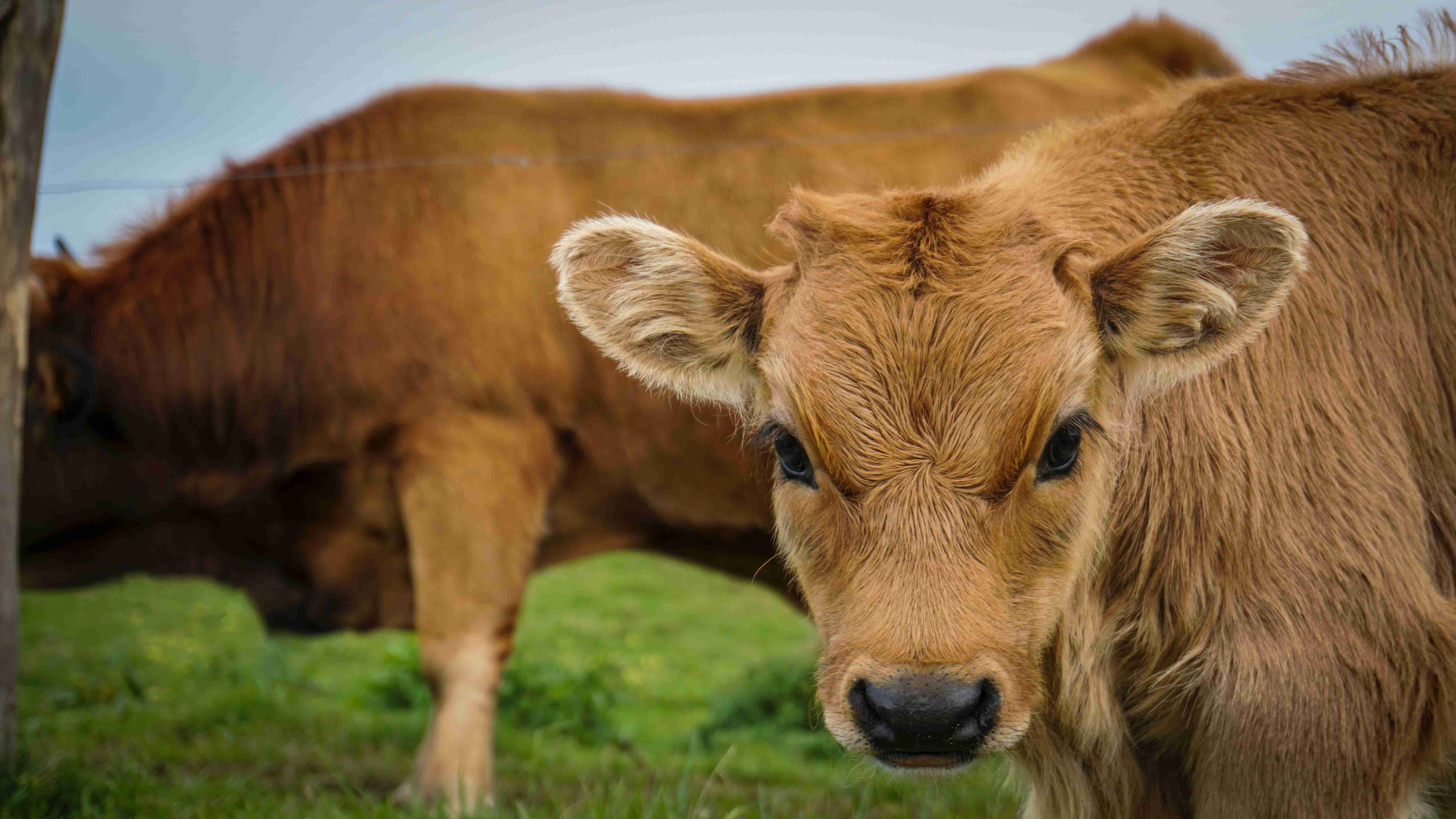 pregnant cow giving birth