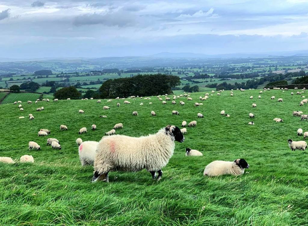 How do farmers care for their sheep? | Eat Farm Now