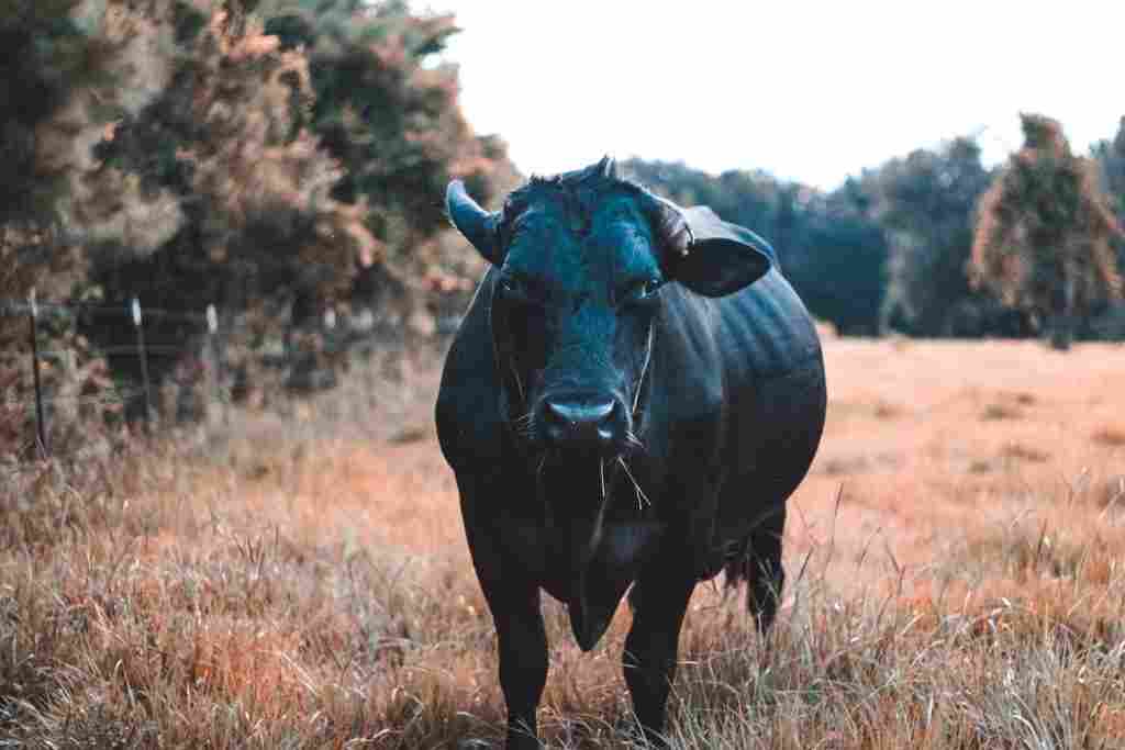apocalypse cow movie apocalypse cow movie