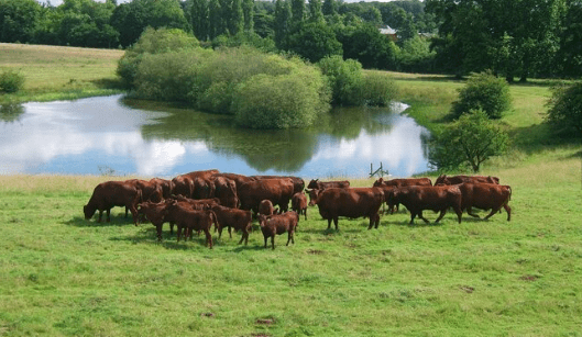 red poll cattle around lake on the euston estate