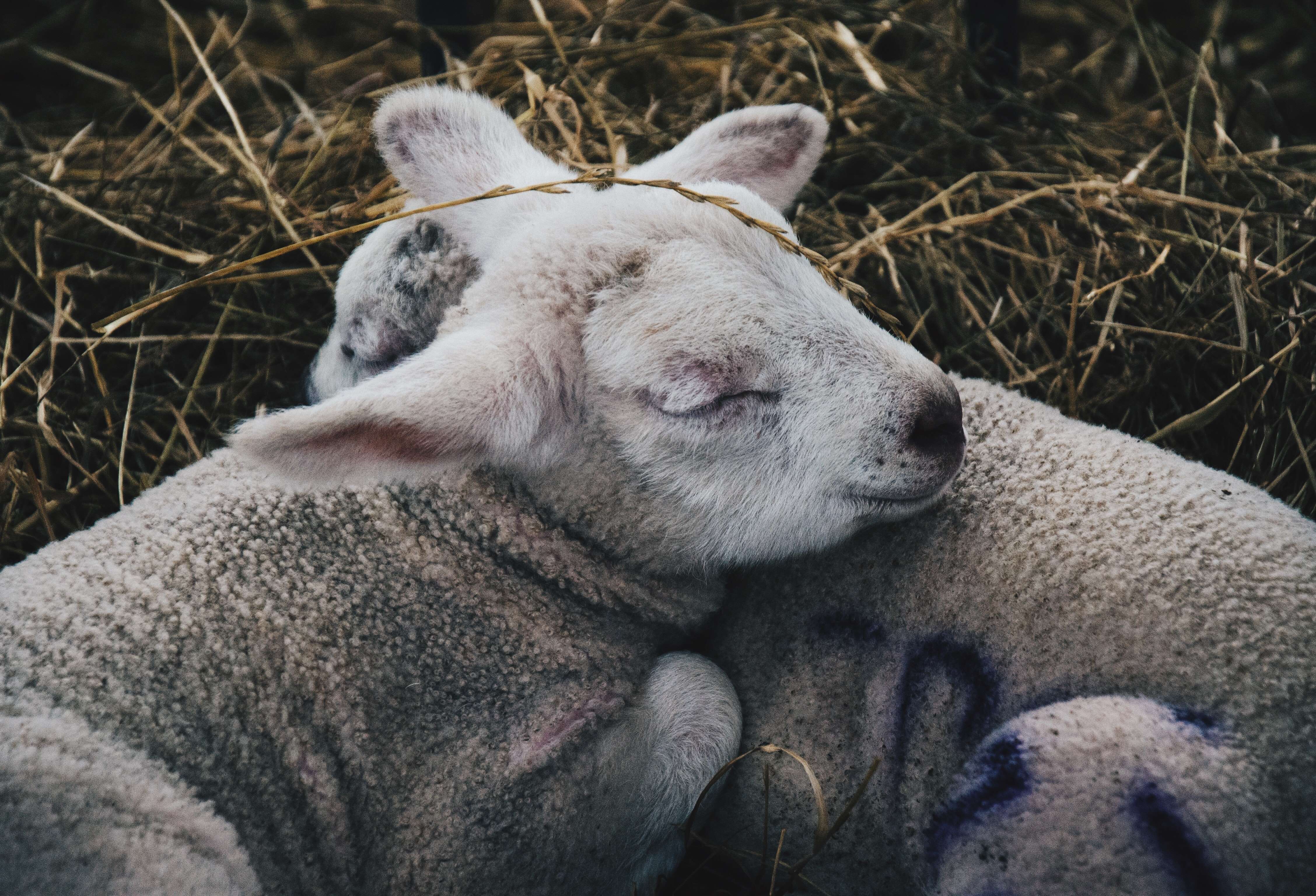 How shepherds save lambs, with James Rebanks