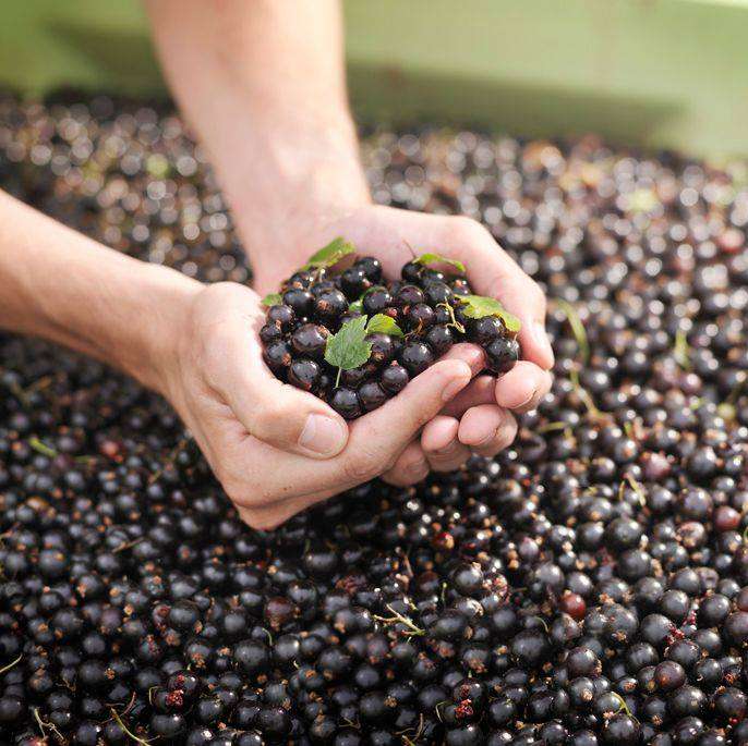 British blackcurrants