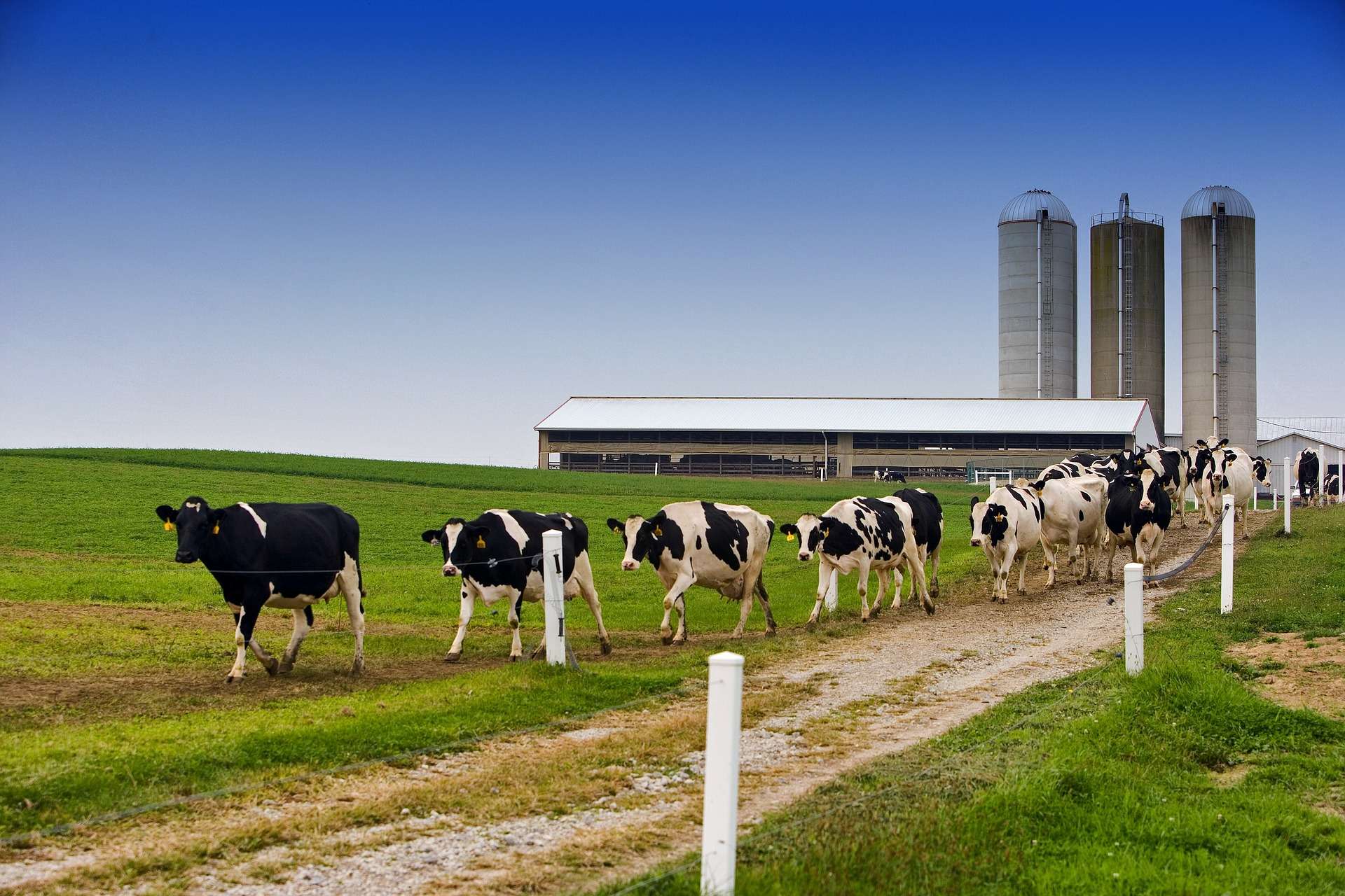 dairy cows walking on path