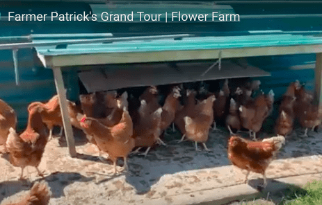 chickens on Patrick's farm