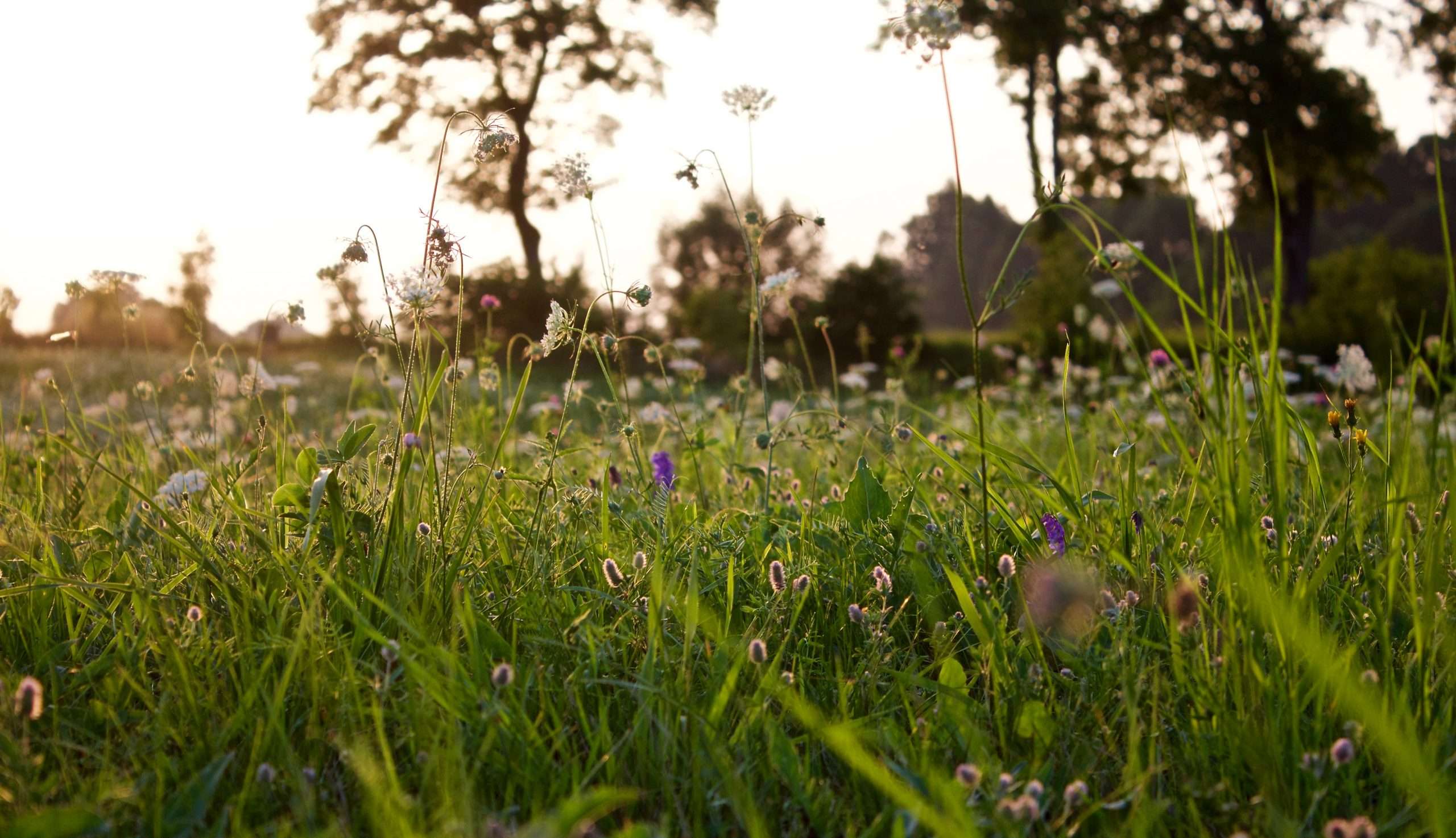 flowers in meadow