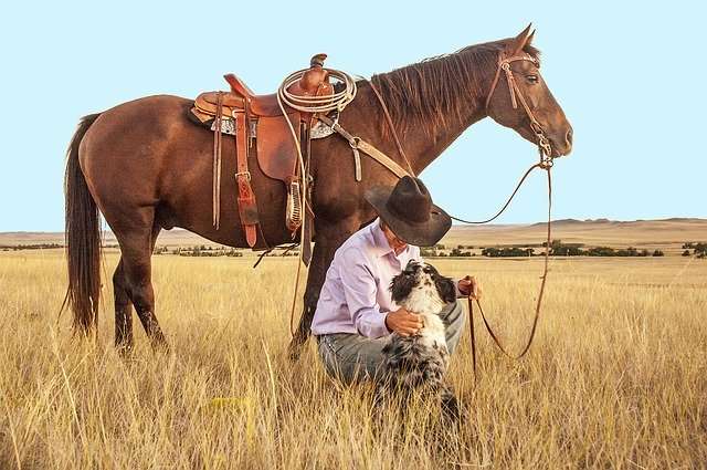 cowboy and horse