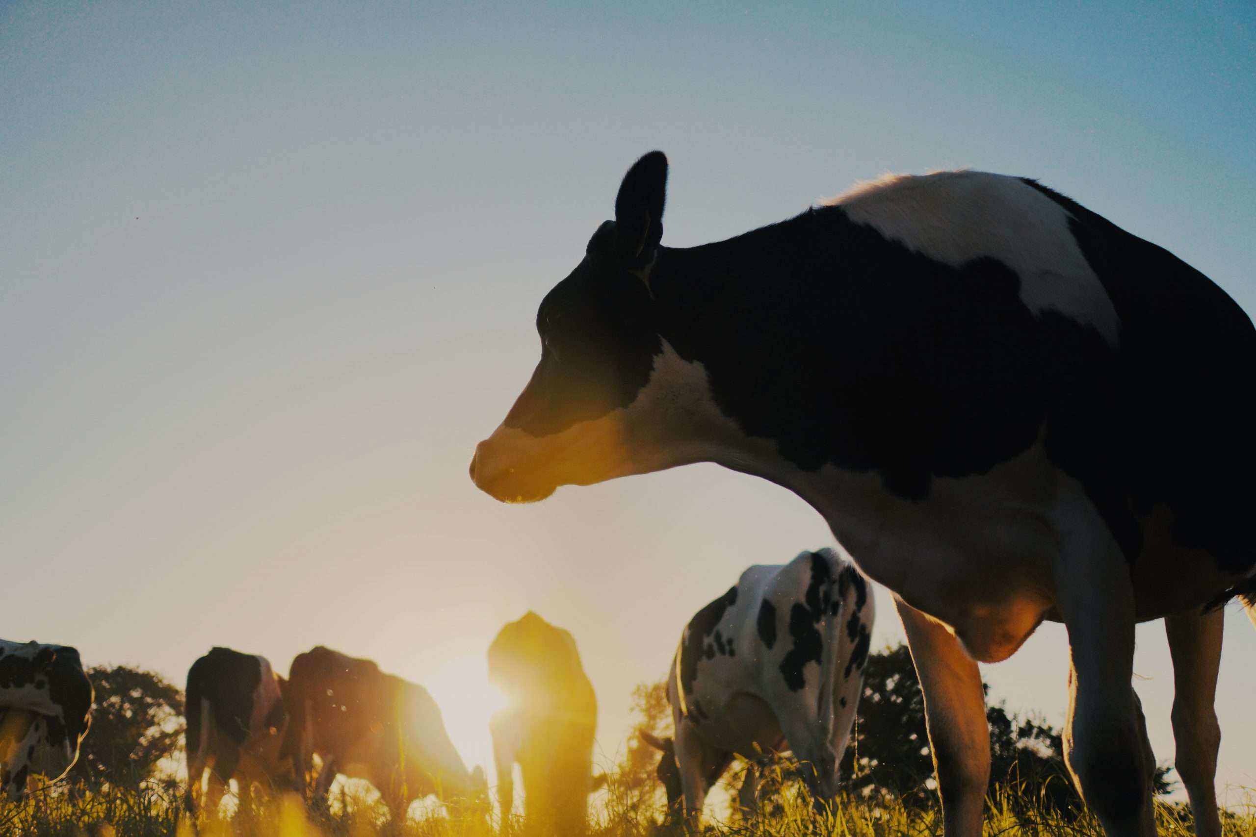 dairy cows at sunset