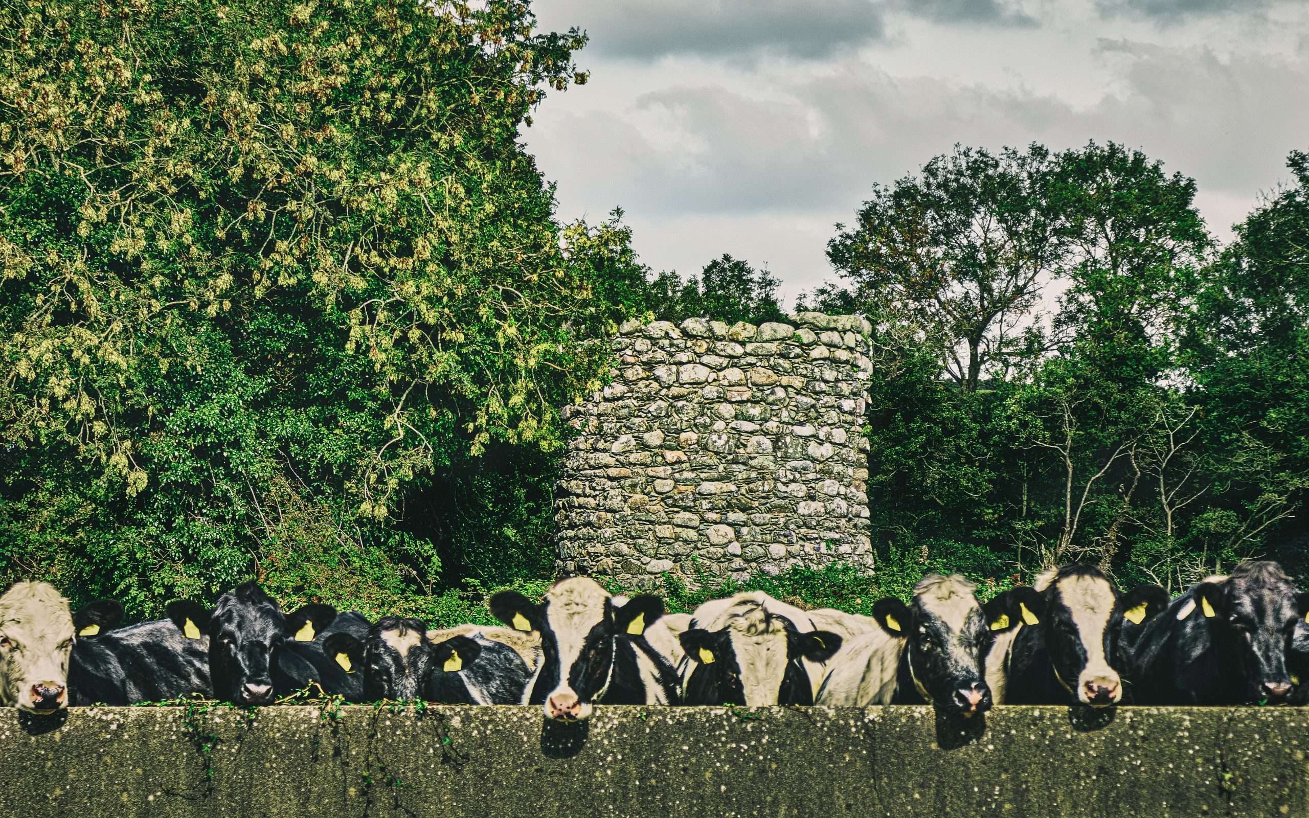 cows looking over wall