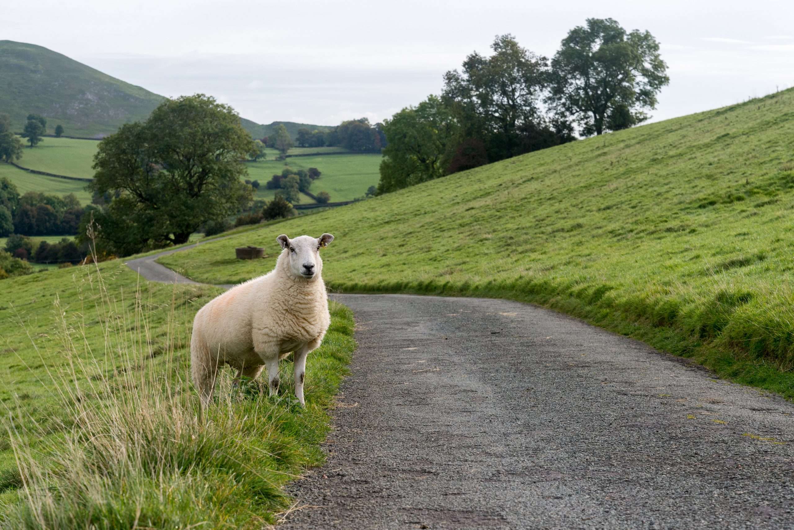 sheep in Wales