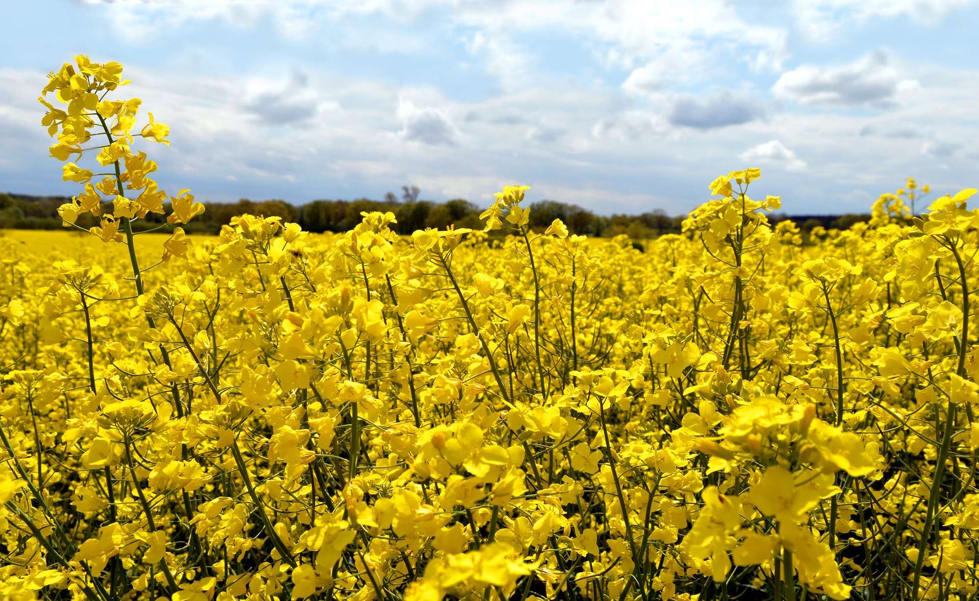 Yellow Flower In Farmers Fields