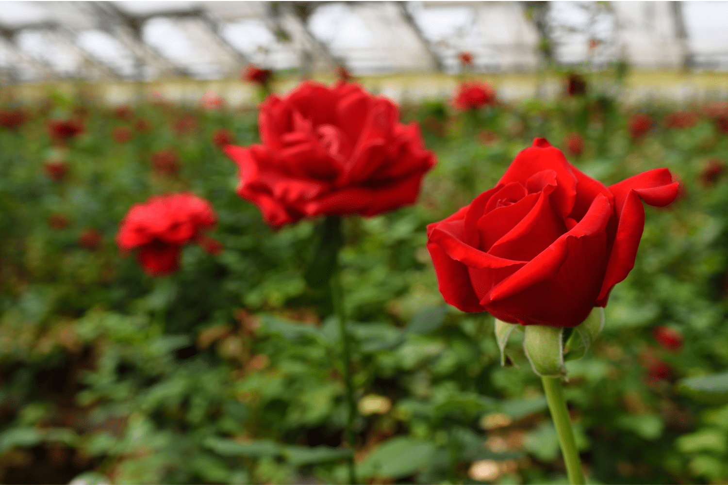 hero image for valentines day 2026 blog